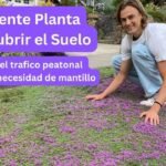 Descubre los secretos para plantar serpols con éxito en tu jardín