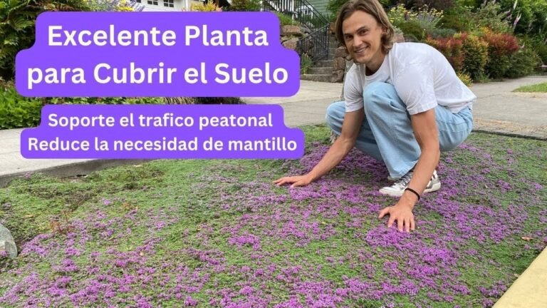 Descubre los secretos para plantar serpols con éxito en tu jardín
