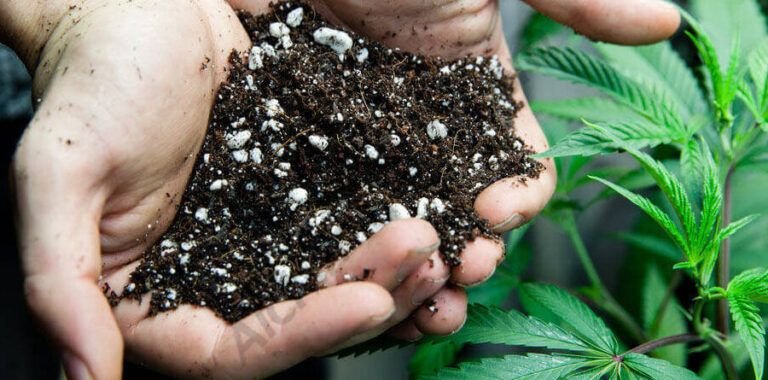 a germinar se ha dicho tecnicas infalibles para germinar semillas de hierbas