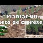 ¡Aprende a plantar cipreses de Monterey como un experto en jardinería!