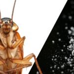 acido borico