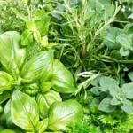 Acompaña tus berenjenas con estas plantas compañeras