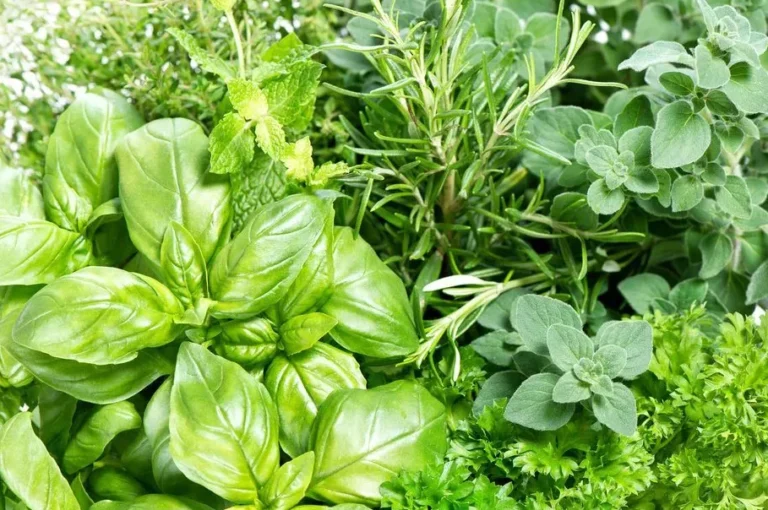 acompana tus berenjenas con estas plantas companeras