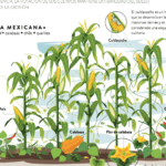 Acompaña tus pepinos con estas plantas complementarias