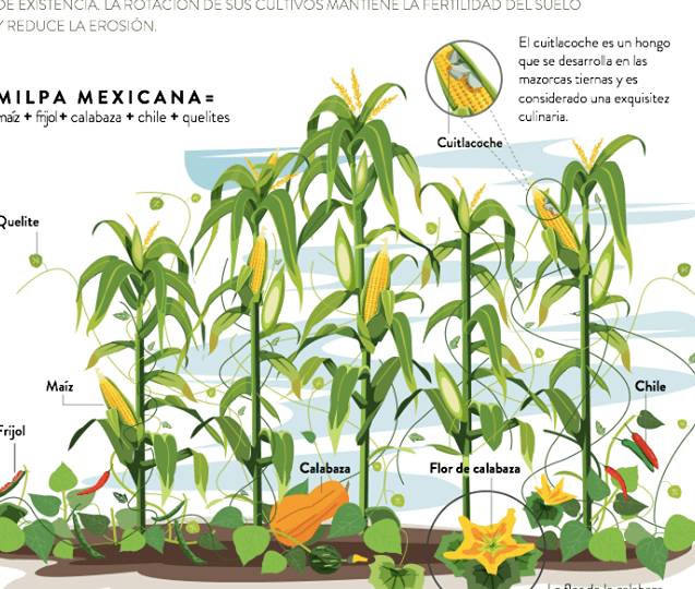 acompana tus pepinos con estas plantas complementarias