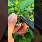 Descubre las mejores plantas compañeras para cultivar rúcula y transforma tu jardín en un paraíso verde