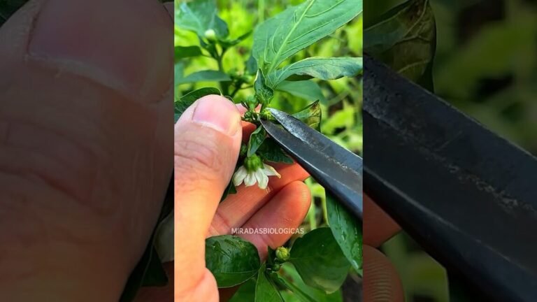 Descubre las mejores plantas compañeras para cultivar rúcula y transforma tu jardín en un paraíso verde