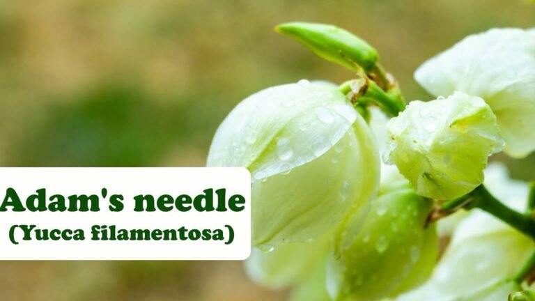 Descubre el secreto para cultivar y cuidar la sorprendente aguja de Adán como un experto