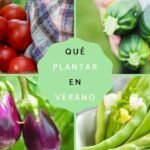 Agosto en Argentina: ¡Prepara tu huerto con estos cultivos!