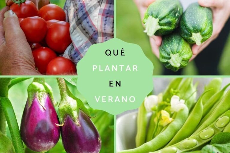 agosto en argentina prepara tu huerto con estos cultivos