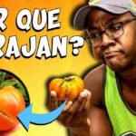 Descubre la sorprendente razón por la que los tomates se agrietan en la planta ¡No lo vas a creer!