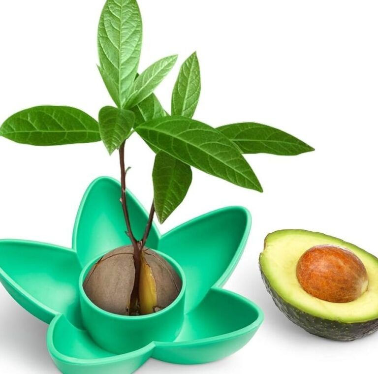 aguacate como plantar un hueso con exito