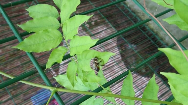 Descubre la sorprendente razón detrás de los agujeros en las hojas de tu hortensia y cómo solucionarlo de inmediato