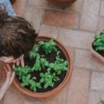Albahaca: ¿Sol o sombra? Descubre dónde plantarla