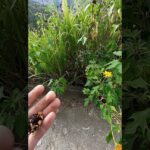 Mano sosteniendo cabezas florales y semillas junto a flores amarillas y follaje en un borde de jardín; Descubre cómo plantar alcachofas de Jerusalén de forma fácil y exitosa.