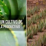 Aloe Vera: guía completa de cultivo y cuidado