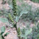Guía completa sobre cómo plantar Amaranthus en tu jardín: planta joven de Amaranthus con hojas verdes y espigas florales en suelo seco
