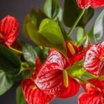 Anturio: Cultiva esta hermosa planta en agua