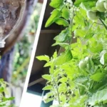 Aprende a crear tu propia huerta vertical con botellas PET de forma sencilla