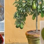Aprende a cultivar aguacates: consejos y cuidados