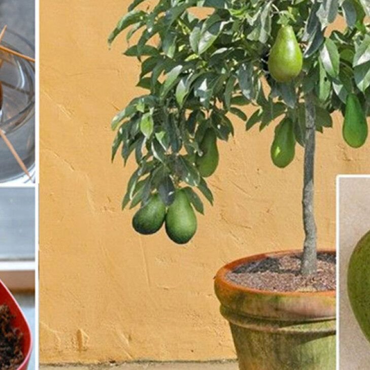 aprende a cultivar aguacates consejos y cuidados