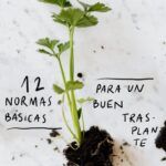 Aprende a cultivar ají limo en casa con esta guía fácil