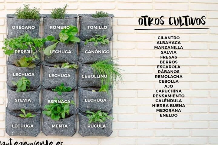 aprende a cultivar fresas en macetas colgantes con exito