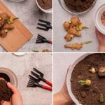 ¡Aprende a cultivar jengibre en casa!