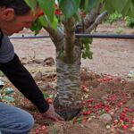 Aprende a cultivar kiwis en casa: Guía paso a paso