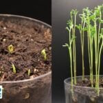 ¡Aprende a cultivar lentejas en casa con un yogur!