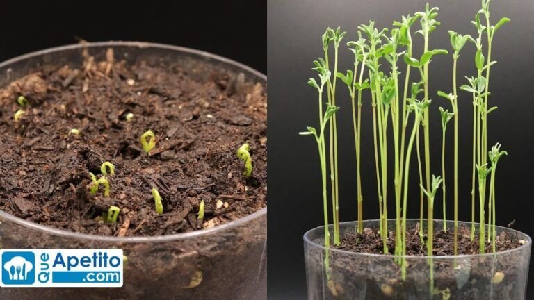 aprende a cultivar lentejas en casa con un yogur
