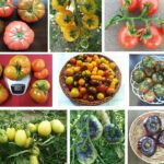 ¡Aprende a cultivar tomates desde casa con un solo tomate!