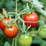 Aprende a cultivar tomates en botellas colgantes