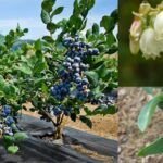 ¡Aprende a plantar arándanos en tu huerto con éxito!