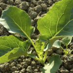 ¡Aprende a plantar brócoli en tu huerto con estos consejos!