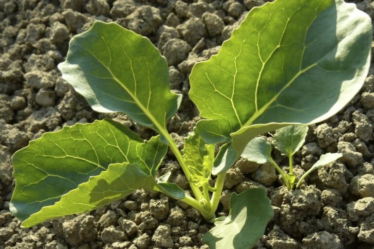 aprende a plantar brocoli en tu huerto con estos consejos