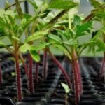 Aprende a plantar calabazas en maceta: ¡Cosecha tu propia cosecha!