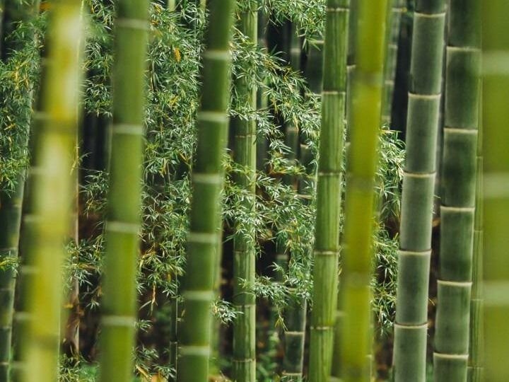 aprende a plantar calas en maceta facilmente