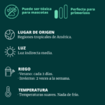 Aprende a plantar galán de noche en maceta: guía básica
