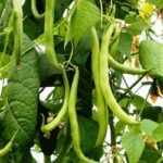 Aprende a plantar judías verdes en maceta fácilmente