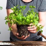 Aprende a plantar limonero en tierra: guía fácil y práctica