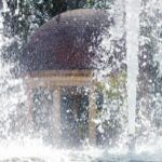 Aprende a plantar piñones de pino pinonero con estos simples pasos