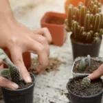 Aprende a plantar suculentas: paso a paso