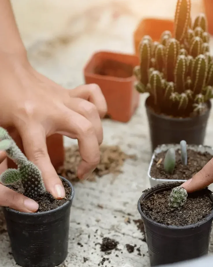 aprende a plantar suculentas paso a paso