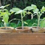Aprende a plantar tomateras en macetas: ¡Cosecha tus propios tomates!