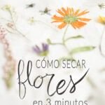 ¡Aprende a plantar un clavel del aire de forma fácil y rápida!