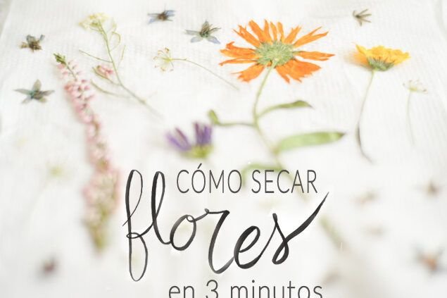 aprende a plantar un clavel del aire de forma facil y rapida