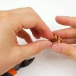 Aprende a plantar un hueso de nectarina fácilmente