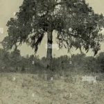 Aprende a plantar un madroño desde esqueje: guía fácil