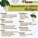 ¡Aprende a plantar un manzano y disfruta de sus frutos!